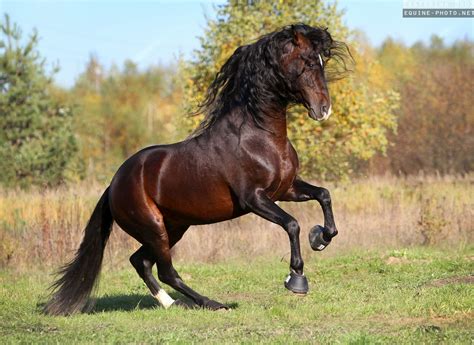 Andalusian horses | Equine photography by Ekaterina Druz | Andalusian horse, Horses, Beautiful ...