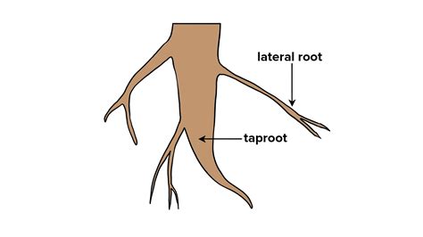 Differentiate the following with the help of diagrams: Root hair and ...