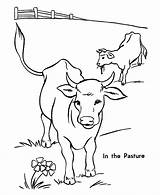 Free Printable Cow Coloring Pages For Kids sketch template