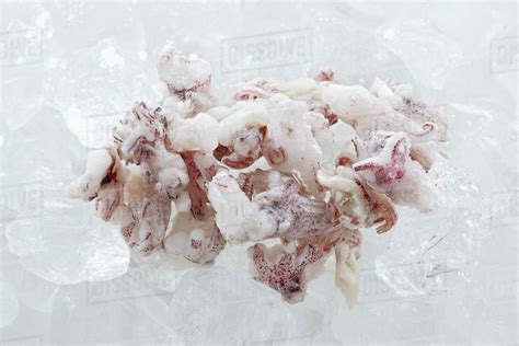 Frozen squid - Stock Photo - Dissolve