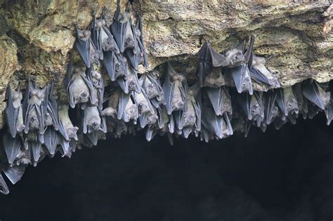 Marburg Virus Can't Kill Egyptian Fruit Bats. Why? | The Brink | Boston ...