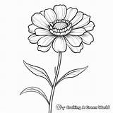 Zinnia Coloring Pages  Free & Printable sketch template