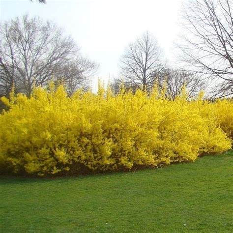 LYNWOOD GOLDEN FORSYTHIA Shrub/Bush 10 semi-hardwood cuttings | Etsy