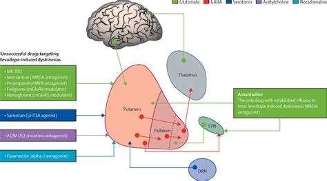 Amantadine in the treatment of Parkinson's disease and other movement disorders - The Lancet ...