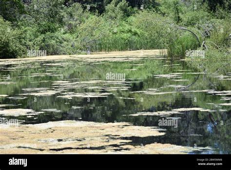 Pond with Algae Stock Photo - Alamy