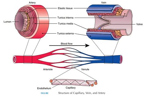 Arteries And Veins Structure | Hot Sex Picture