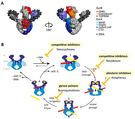 Molecules | Free Full-Text | Towards Conformation-Sensitive Inhibition of Gyrase: Implications ...