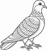 Pigeon coloring Pages printable  Coloring Online Free sketch template