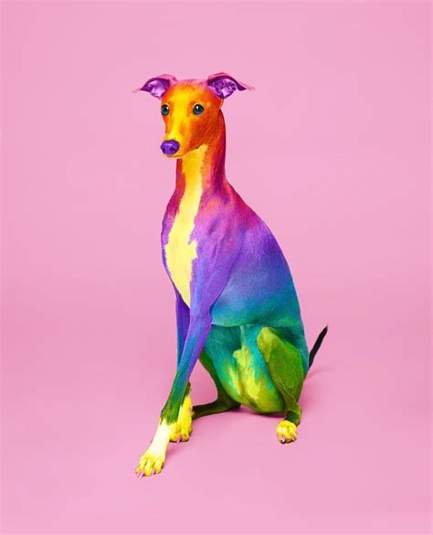 Rainbow Dog Wallpapers