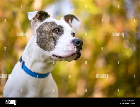 A white and brindle American Bulldog mixed breed dog outdoors Stock ...