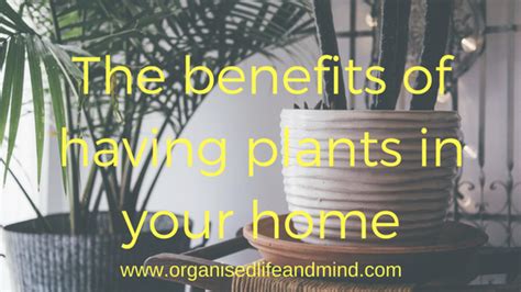 The benefits of having plants in your home - Organised Life and Mind