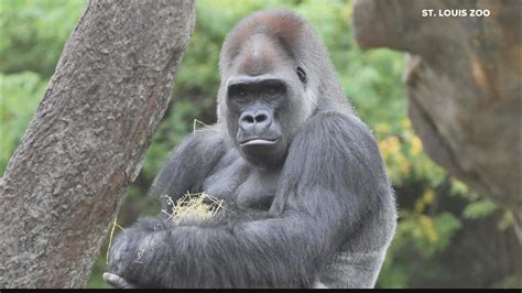 Gorilla leaves St. Louis zoo as part of breeding program | ksdk.com