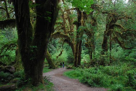 Hoh Rain Forest in the Olympic NP Photo by:Gerd Schremer | Beautiful ...