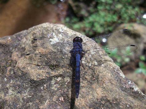 Free stock photo of dragonfly