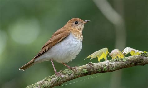 eBird checklist review messages - eBird