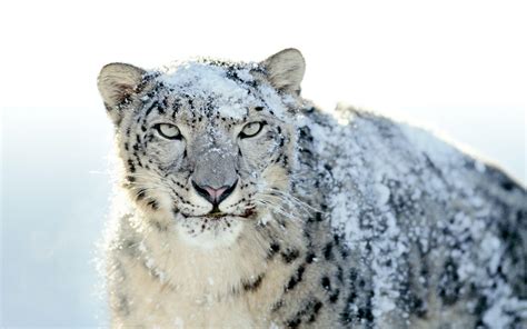 Mac OS X Snow Leopard Wallpapers HD - Wallpaper Cave