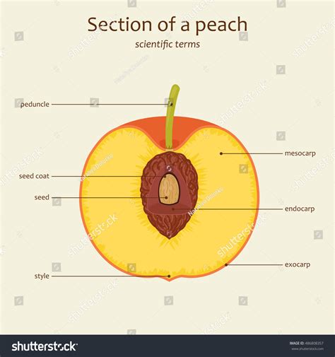 Section Peach Peach Parts Names Study Stock Vector (Royalty Free ...