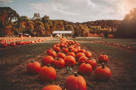 Roseberry Farms pumpkin patch - Pumpkin Patch Near Me