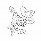 Close Up Blueberry Twig Coloring Page For Kids  Free sketch template
