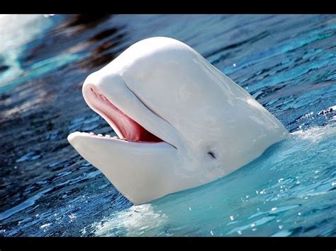 Facts About Beluga Whales general vi…: English ESL video lessons