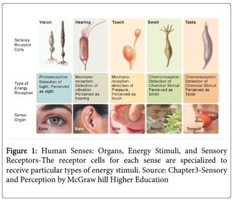 A Study on the Influence of Senses and the Effectiveness of Senso