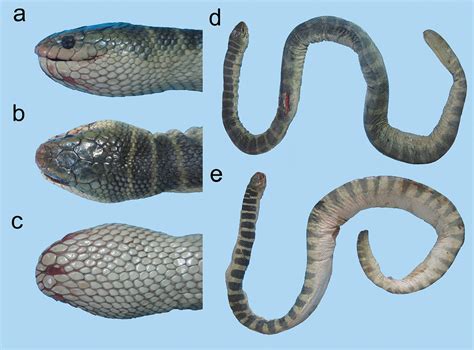 Sea snakes (Elapidae, Hydrophiinae) in their westernmost extent: an updated and illustrated ...