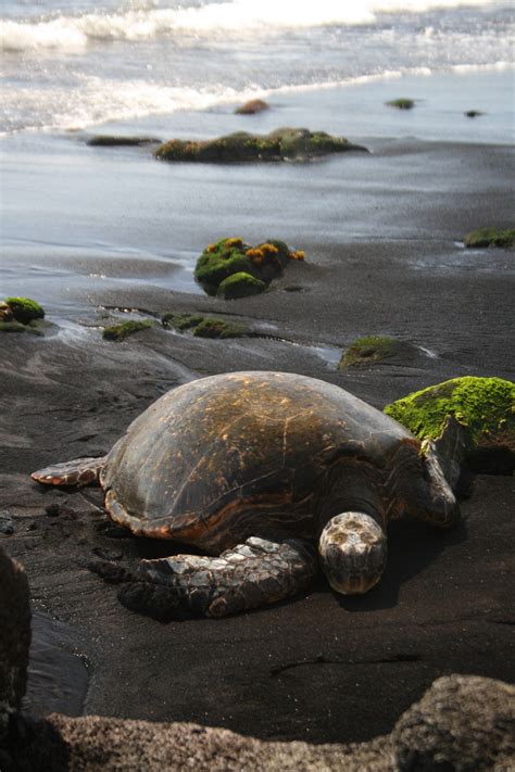 Punaluu, Hawaii | Black sand beach hawaii, Hawaii fun, Big island hawaii