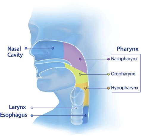 Larynx Pharynx Diagram