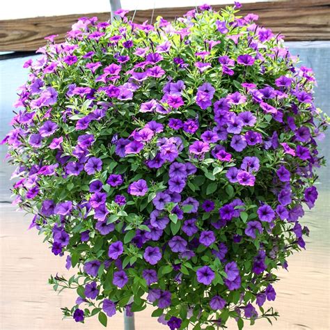 Petunia Hanging Basket Care - How to Grow Enviable Displays!