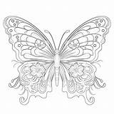 Large Butterfly Coloring Pages  Mimi Panda sketch template