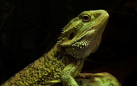 🔥 [45+] Reptile Wallpapers | WallpaperSafari