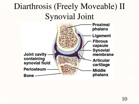 PPT - Chapter 9 Joints PowerPoint Presentation, free download - ID:3118515