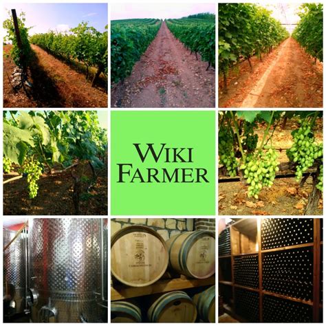 Viticulture Definition - What is Viticulture? - Wikifarmer