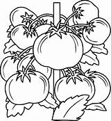 Tomato Coloring Pages sketch template