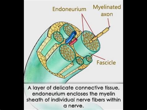 Endoneurium Location Structure and Function - YouTube