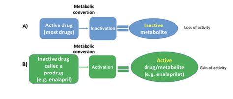 Lecture 4: Drug Metabolism and Excretion I Flashcards | Quizlet