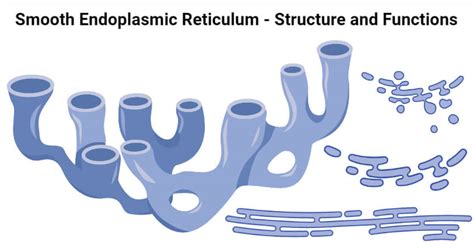 Smooth Endoplasmic Reticulum (SER): Structure, Functions