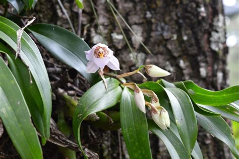 Riqueza de la flora de México Las Orquídeas | Procuraduria Federal de Proteccion al Ambiente ...