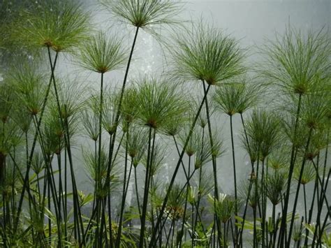 Growing Guide: How to Grow Papyrus Plant - Garden Lovers Club | Plants, Cyperus papyrus ...