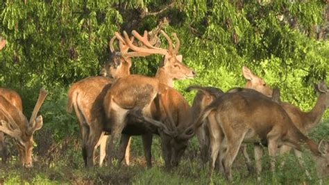 Bawean Deer Activity Baluran Banyuwangi National Stock Footage Video ...