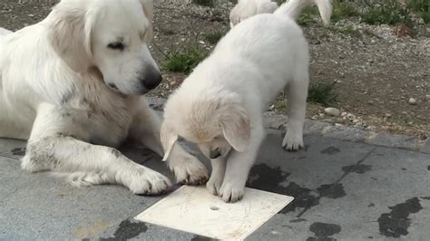 Puppies playing - One News Page VIDEO