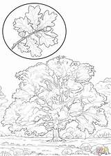 Oak Tree Coloring Page sketch template
