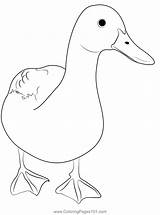 Walking Ducks Coloring Page For Kids  Free Printable sketch template