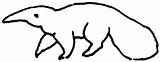 Anteater Outline coloring Page  Free Printable Coloring Pages sketch template
