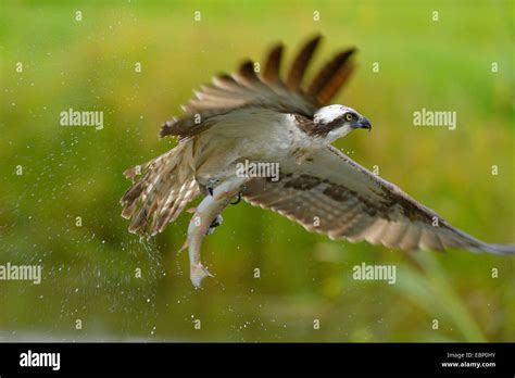 Flying eagle hi-res stock photography and images - Alamy