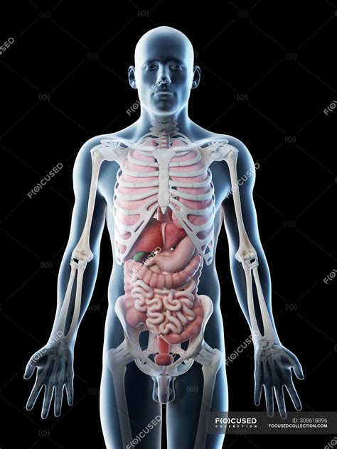 Transparent body model showing male anatomy and internal organs ...