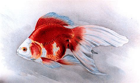 File:Ryukin goldfish plate.jpg - Wikipedia