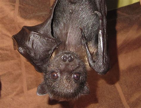 Celebrate Bat Week With 13 Awesome Facts About Bats