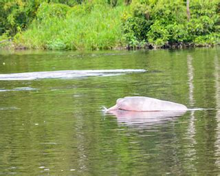 Pink Dolphin Overview & Habitat | Study.com