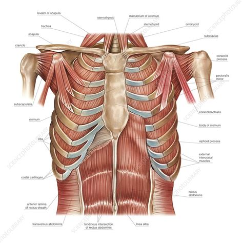 Muscles of the Thorax Stock Image Science play Back Muscle Model ...